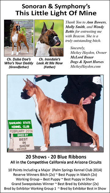 McLord's Gracious Way - Hannah, Boxer, Boxer Dog Breeder Orange County California