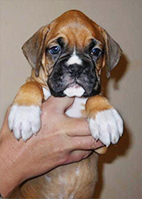 Beacon, This Little Light of Mine, McLord Boxers ABC Champion