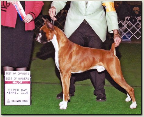 Caddie, Boxers, Boxer Dog Breeder Orange County California