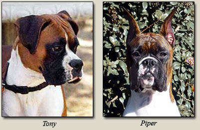 Tony and Piper, Boxer Dog Breeders Orange County California